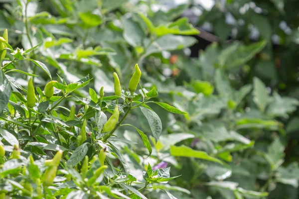 Pimentão Verde Árvore Pimentão Jardim Orgânico — Fotografia de Stock