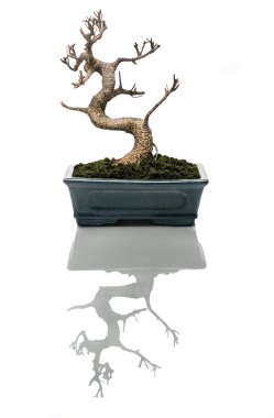 Bonsai ağacı kurudu.