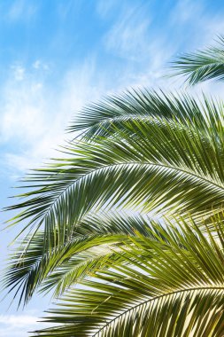 Hindistan cevizi ağacı yaprakları 