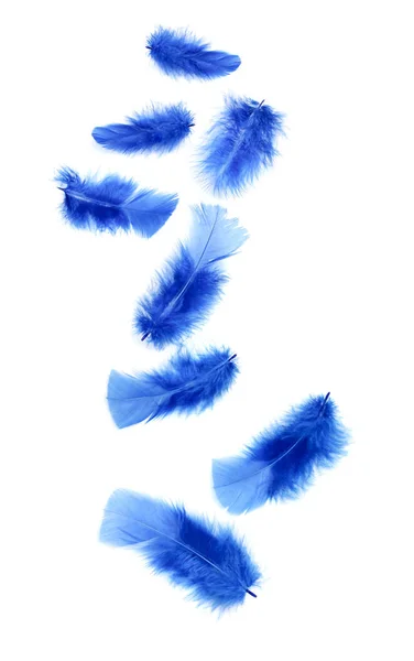 Piume di colore blu — Foto Stock