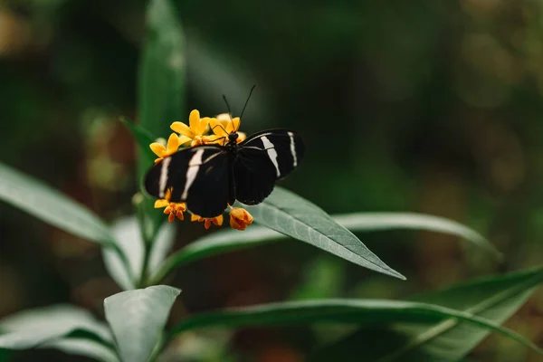 Papillon Dans Jardin Nature — Photo