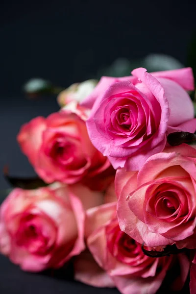 Beautiful pink roses on dark background