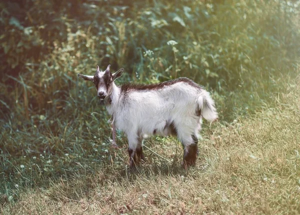 A young goat grazes in a meadow. Portrait of a funny goat. The goat is looking at the camera.