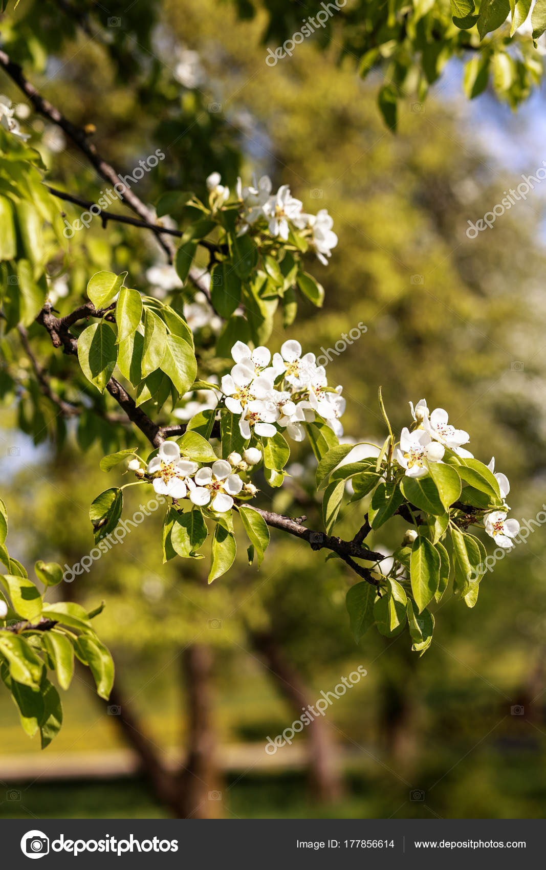 Spring Blossom Background Blossom Tree Spring Print Apple Tree Branch Stock Photo Image By C Kshavratskaya Spring Blossom Background Blossom Tree Spring Print Apple Tree Branch Stock Photo Image By C Kshavratskaya