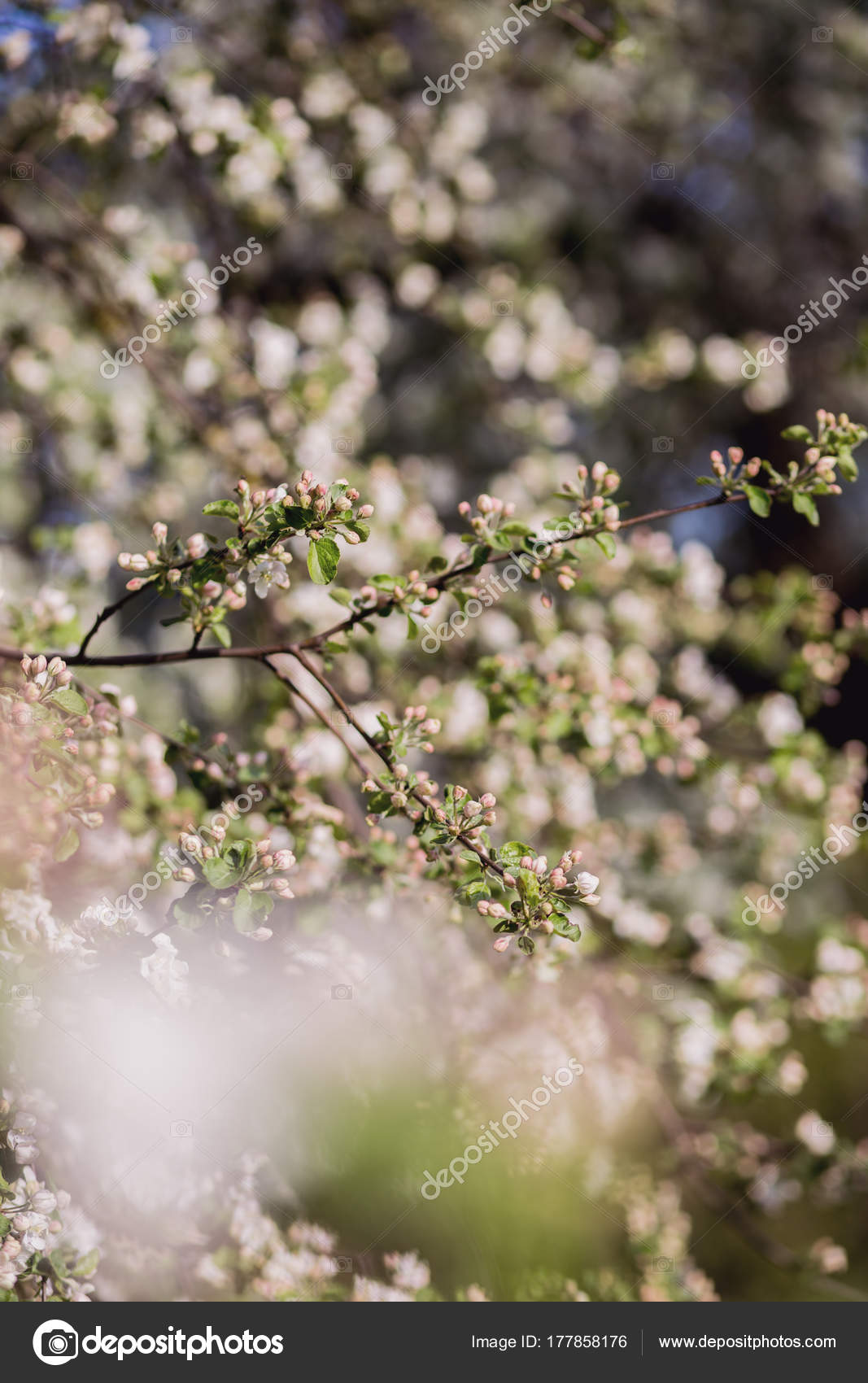 Spring Blossom Background Blossom Tree Spring Print Apple Tree Branch Stock Photo Image By C Kshavratskaya Spring Blossom Background Blossom Tree Spring Print Apple Tree Branch Stock Photo Image By C Kshavratskaya