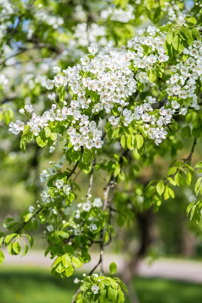 Spring Blossom Background Blossom Tree Spring Print Apple Tree Branch Apple Blossom Stock Images Page Everypixel Spring Blossom Background Blossom Tree Spring Print Apple Tree Branch Apple Blossom Stock Images Page Everypixel