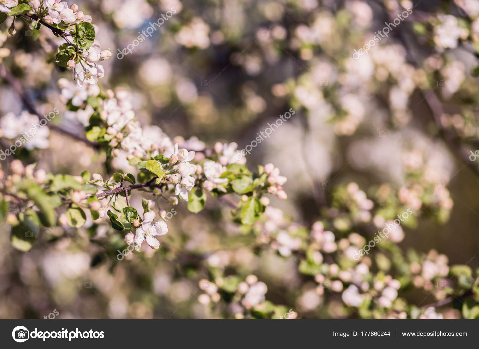 Spring Blossom Background Blossom Tree Spring Print Apple Tree Branch Stock Photo Image By C Kshavratskaya Spring Blossom Background Blossom Tree Spring Print Apple Tree Branch Stock Photo Image By C Kshavratskaya