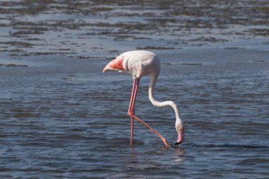 Büyük flamingo Walvis Bay Lagoon, Namibya'da filtre besleme