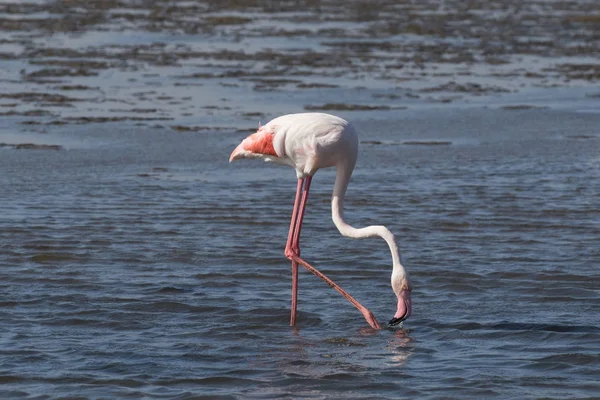 Фильтрация фламинго в заливе Уолвис-Бэй, Намибия — стоковое фото