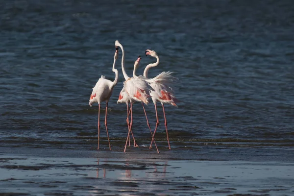 Знаменитые фламинго в заливе Уолвис-Бэй, Намибия — стоковое фото