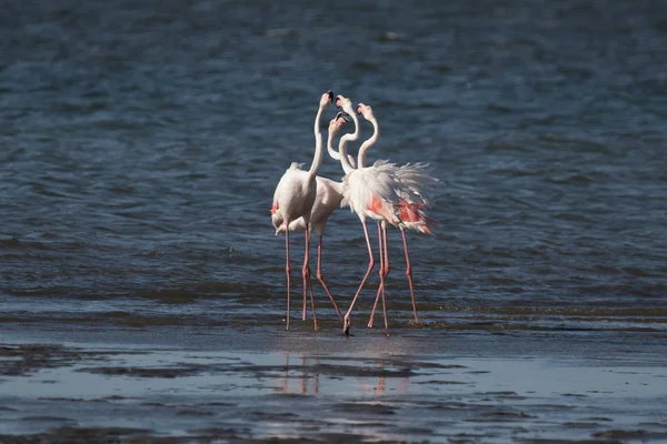 Знаменитые фламинго в заливе Уолвис-Бэй, Намибия — стоковое фото