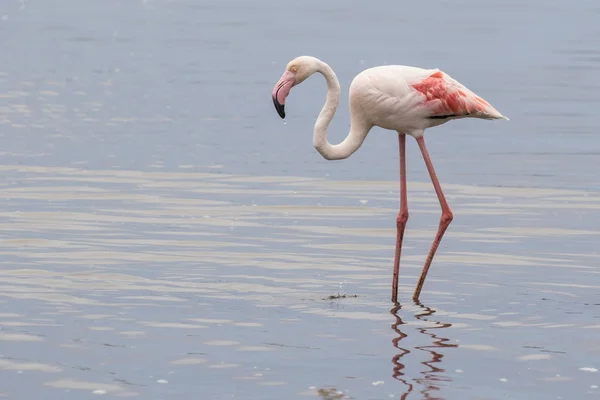 Большой корм для фламинго в лагуне Уолвис-Бэй, Намибия — стоковое фото
