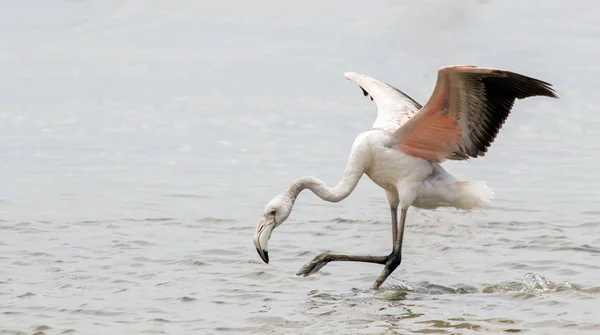 Взрослая особь фламинго приземляется в лагуне Уолвис-Бэй, Намибия — стоковое фото