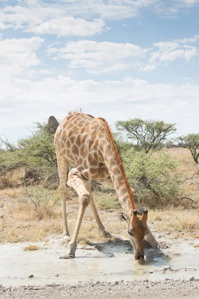 Giraffe drinking in Etosha National Park, Namibia — Stock Photo, Image