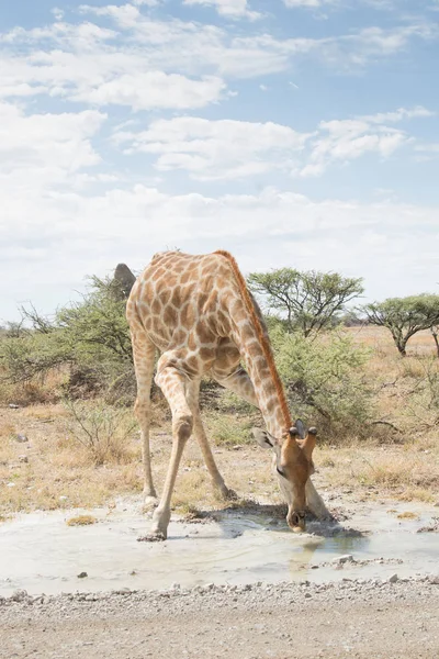 Giraffe bending down to drink in Etosha National Park, Namibia — Stock Photo, Image