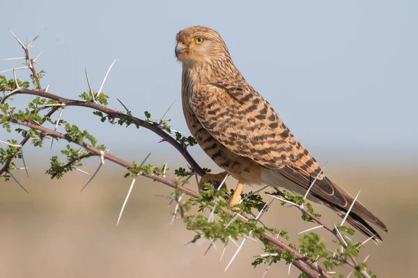 Större tornfalk på en akaciaträd i Etosha National Park, Namib — Stockfoto