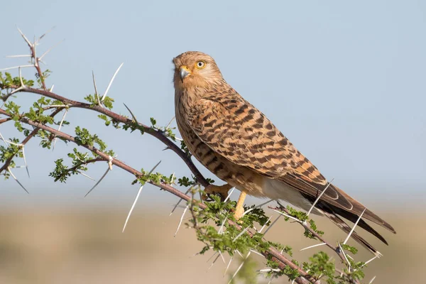 Större tornfalk på en akaciaträd i Etosha National Park, Namib — Stockfoto