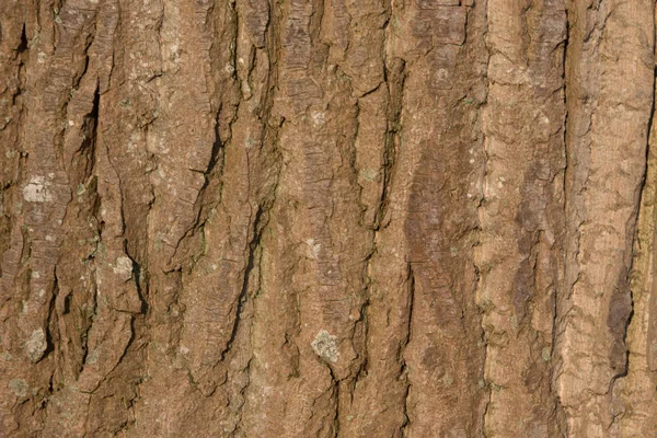 햇볕에 basking 큰 나무의 껍질의 클로즈업 — 스톡 사진