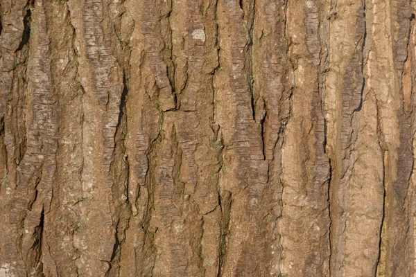 Κοντινό πλάνο του φλοιού του ένα μεγάλο δέντρο basking στον ήλιο — Φωτογραφία Αρχείου