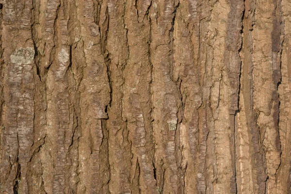 햇볕에 basking 큰 나무의 껍질의 클로즈업 — 스톡 사진