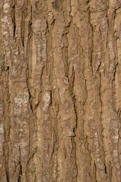 Dettaglio della corteccia di un grande albero crogiolarsi al sole — Foto Stock