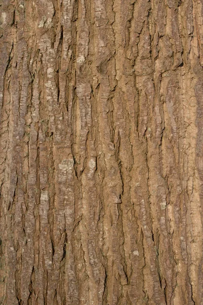 Vista vertical de la corteza del árbol al sol —  Fotos de Stock