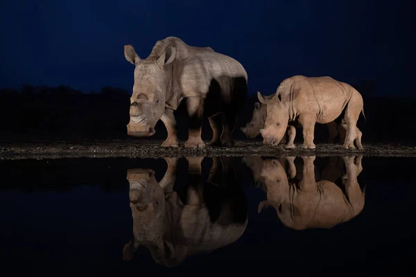Três rinocerontes brancos em pé num buraco de água durante a hora azul — Fotografia de Stock