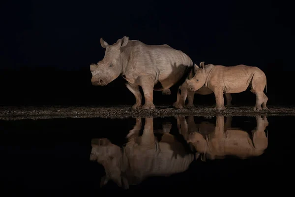 Rinocerontes brancos visitando um buraco de água à noite — Fotografia de Stock