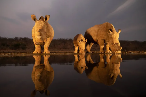 Família rinoceronte branco bebendo de uma lagoa à noite — Fotografia de Stock