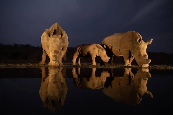 Duas famílias de rinocerontes brancos bebendo de um lago à noite — Fotografia de Stock
