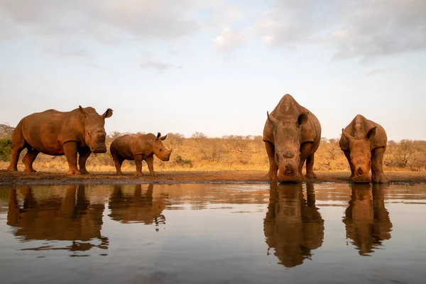 Fyra vita noshörningar stannar vid ett vattenhål för en drink — Stockfoto
