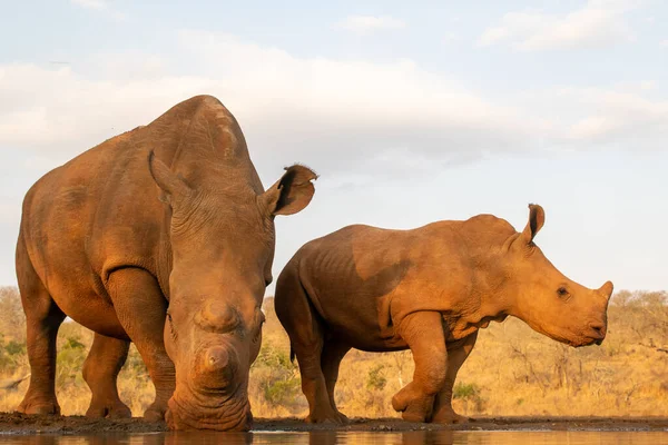 Rinoceronte adulto e bebê bebendo juntos em um buraco de água — Fotografia de Stock