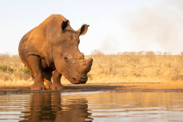 Rinoceronte branco solitário prestes a beber de uma lagoa — Fotografia de Stock