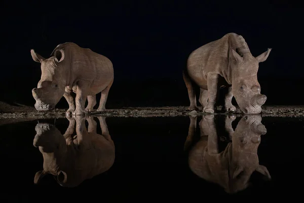 Rinocerontes brancos bebendo de um poço à noite — Fotografia de Stock