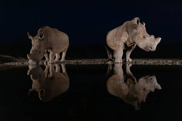Rinocerontes brancos bebendo de um poço à noite — Fotografia de Stock