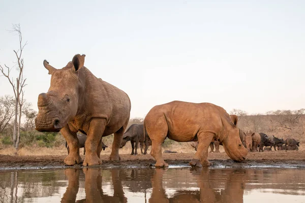Rinocerontes bebendo com outros rinocerontes e búfalos no fundo — Fotografia de Stock