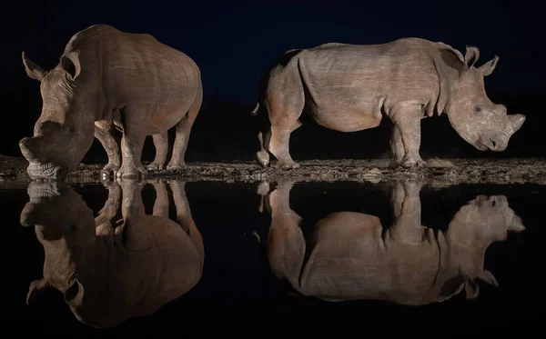 Vita noshörningar dricker ur ett vattenhål på natten — Stockfoto