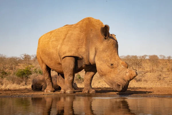 Rinoceronte adulto gigante bebendo de um buraco de água na África do Sul — Fotografia de Stock