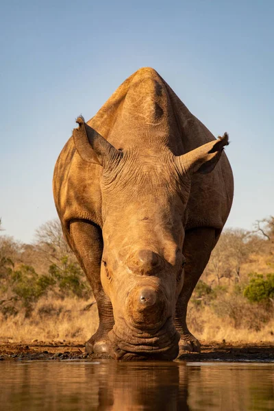 Rinoceronte adulto bebendo de um poço na África do Sul — Fotografia de Stock