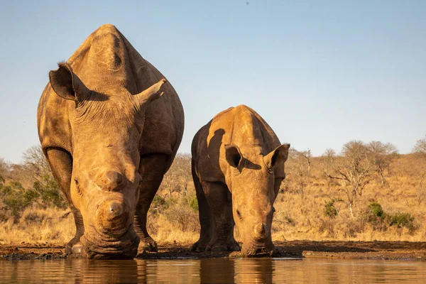 Rinoceronte adulto e bebê bebendo juntos em um buraco de água — Fotografia de Stock
