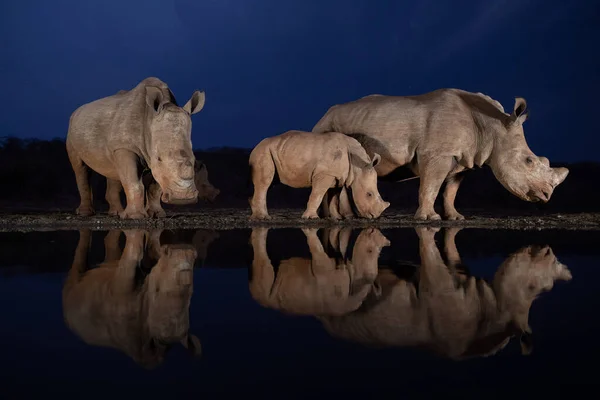Due famiglie di rinoceronti bianchi in piedi in un pozzo d'acqua durante l'ora blu Immagine Stock