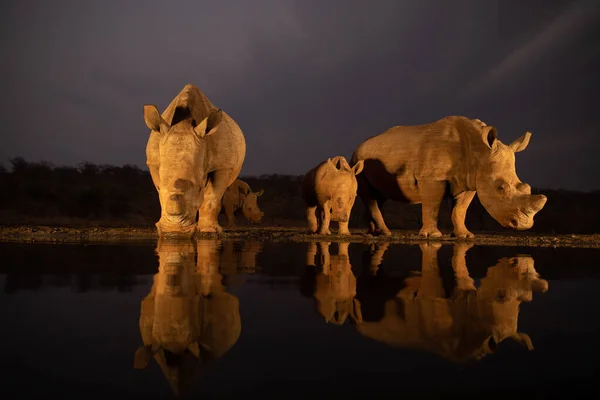 Twee witte neushoorns die 's avonds uit een vijver drinken Stockfoto