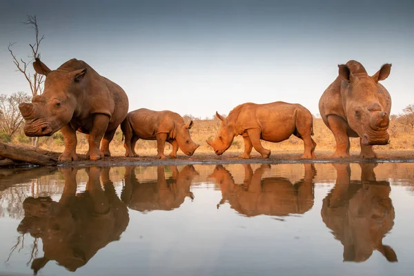 Due rinoceronti si sfidano in uno stagno Foto Stock Royalty Free