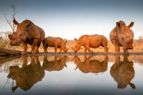 Twee baby neushoorns die elkaar uitdagen bij een vijver Stockfoto