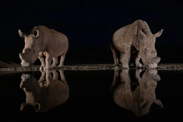 Bílí nosorožci pijí v noci z vodní díry Stock Snímky