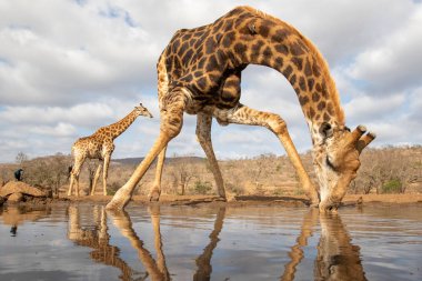 Giraffe drinking from a pool with another in the background clipart