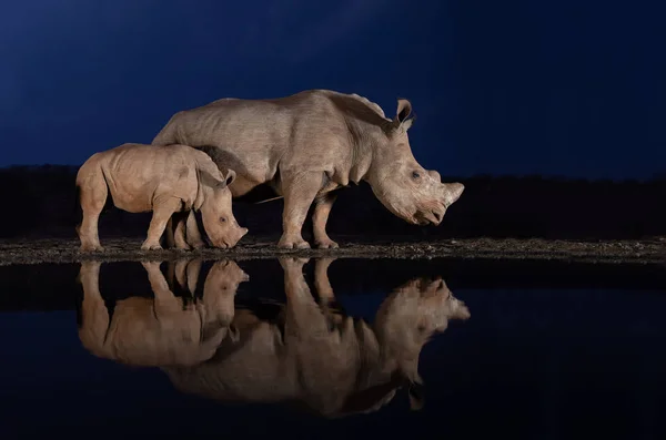 Duas famílias de rinocerontes brancos em pé em um buraco de água durante a hora azul — Fotografia de Stock