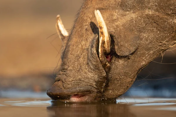 Närbild av en vårtsvin dricka från en pool — Stockfoto
