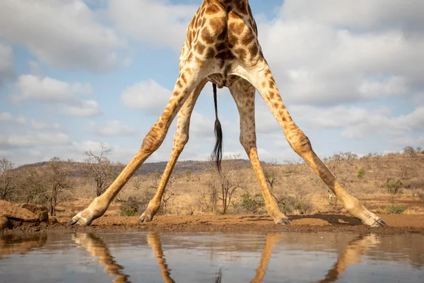 Vue de la partie inférieure d'une girafe — Photo