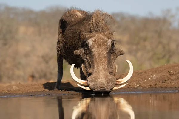 Portrét warthoga s obrovskými tuskery pijícími — Stock fotografie